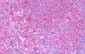 VCP Antibody (aa1-206)